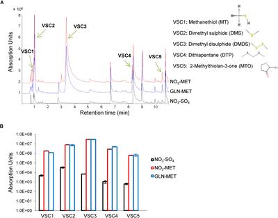 Pseudomonas aeruginosa-Derived Volatile Sulfur Compounds Promote Distal Aspergillus fumigatus Growth and a Synergistic Pathogen-Pathogen Interaction That Increases Pathogenicity in Co-infection